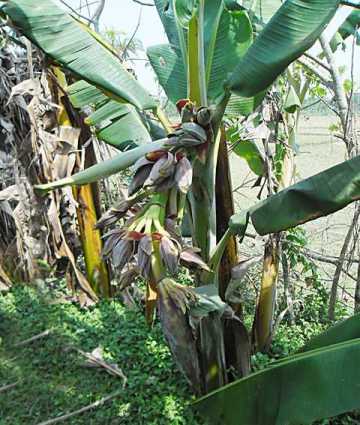প্রকৃতির খেলা, এক কাধিতে ১৯ মোচা